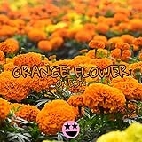 ORANGE FLOWER