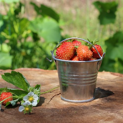 THE TWIDDLERS - 12 Mini Metalleimer, Mini Eimer für Snacks, Süßigkeiten, Pommes Frites, Tischdeko & Partys - Metalleimer Klein in Silber - 11cm
