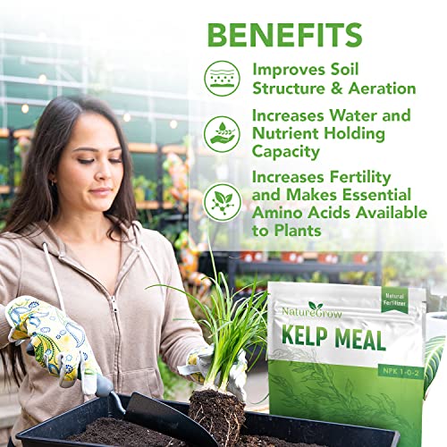 Kelp Meal alimento natural para plantas 2 lb miniatura 4