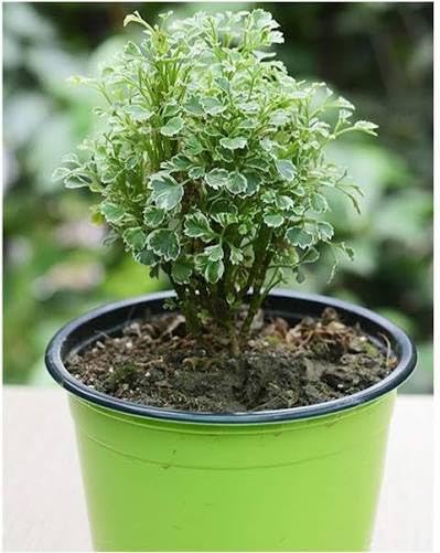 SM Plants Indoor Aralia Golden Live Plant with Growing Bag | 1 Live & Healthy Indoor Ornamental Aralia Plant-image-22