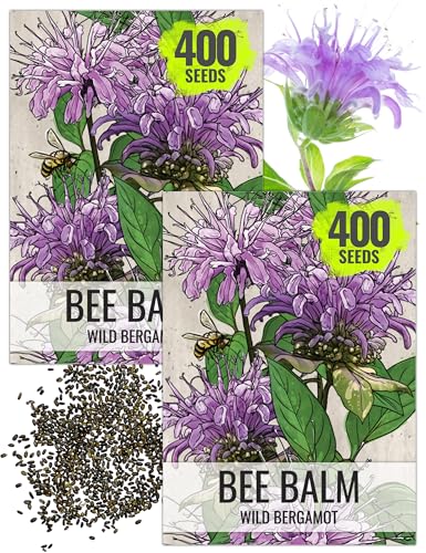 Seed Needs Wild Bee Balm Seeds to Plant Bergamot Perennial Flowers 2 Packs