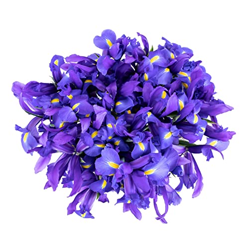 Stargazer Barn Blue Moon Bouquet Telstar Iris Fresh Flowers Bouquet - Overnight Prime Delivery, Fresh Cut Flowers For Longer Life - Bouquet Of Flowers Gift For Mother's Day Or Birthday - 30 Stems #TOP4