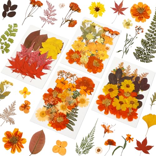 Flores secas prensadas de otoño para manualidades miniatura 5