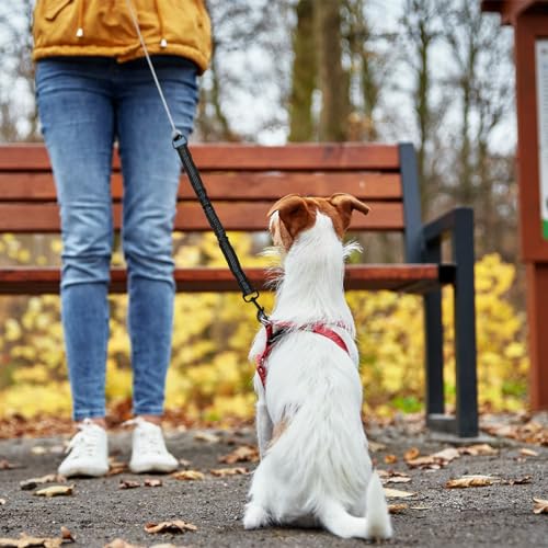 Elastische Hundeleine Mit Ruckdämpfer - Bungee Leine Für Kleine, Mittelgroße Und Große Hunde - Leinenverlängerung Mit Zugdämpfung, Nicht Verwickelnd - Hundetrainingsleine Schwarz