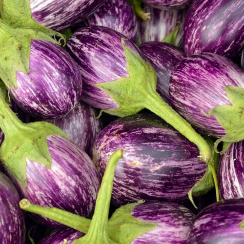 Fairy Tale Hybrid Eggplant Seeds Organic Heirloom Non GMO for Garden Planter Indoor Outdoor Hydroponics
