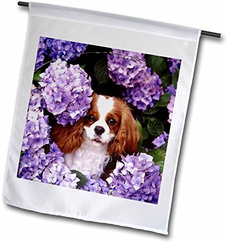 Tesori Dell' Caroline Scacchiera Blu Cavalier Spaniel Paio Di