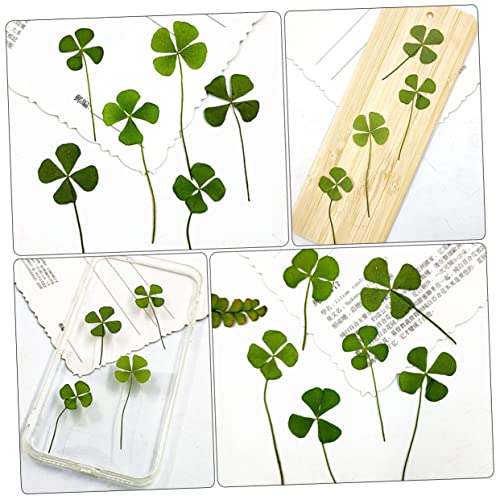 Dried Pressed Four-Leaf para Manualidades Pack 24 piezas miniatura 3