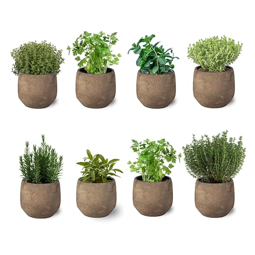 Pack de 8 Plantas Aromáticas Variadas de Exterior en Maceta Ø10 cm Hierbas para Cocinar Huerto urbano y Jardín (No incluye maceta cerámica)