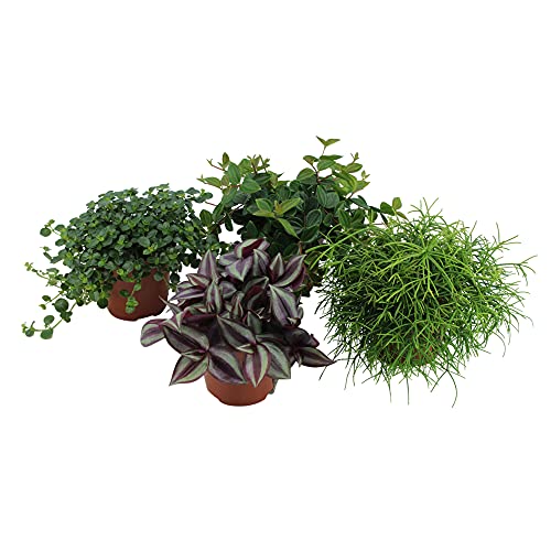 Preisvergleich Produktbild 4x Mix Hängepflanzen / Peperomia angulata, Pilea depressa, Tradescantia zebrina, Rhipsalis cashero / Kleine grüne Zimmerpflanzen / Höhe 15-25cm / Topf Ø 12cm