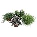 Produktbild 4x Mix Hängepflanzen | Peperomia angulata, Pilea depressa, Tradescantia zebrina, Rhipsalis cashero | Kleine grüne Zimmerpflanzen | Höhe 15-25cm | Topf Ø 12cm