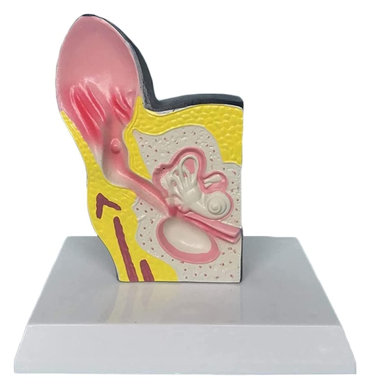 ZQJYMXY Anatomy Torso And Skeleton Models Anatomical, Canine Dog Ear Anatomical Model Animal Organ Biology Anatomy Medical Educational Training Aid Teaching Aids