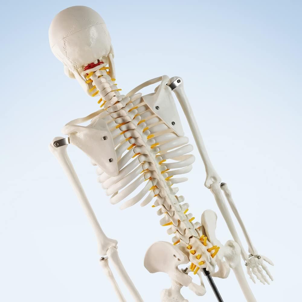 Mini model szkieletu ludzkiego 1/2 naturalnej wielkości do anatomii 85 cm z układem nerwowym, zdejmowanymi ramionami i nogami, 1 zestaw