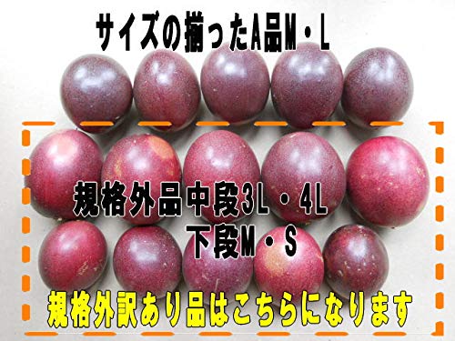 Amazon.co.jp: 種子島産 秀品パッションフルーツM～2Lサイズバラ詰め