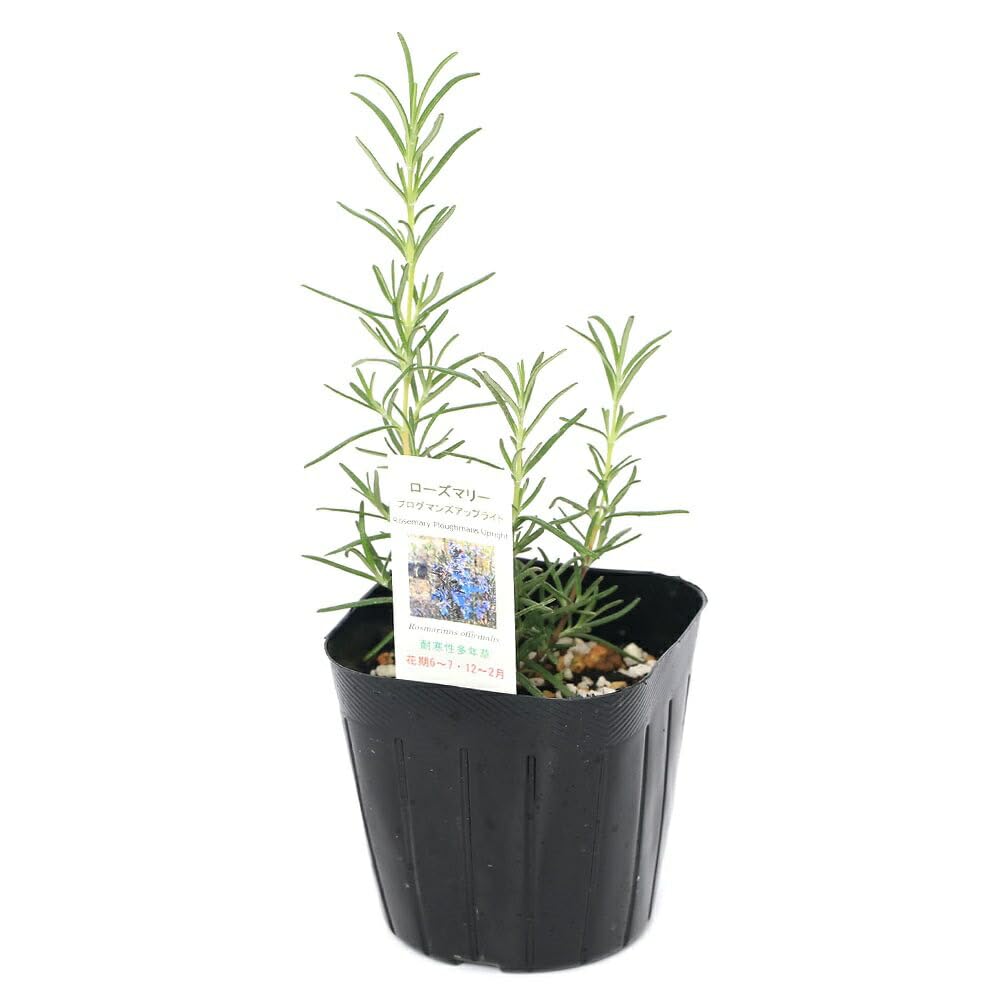 Amazon.co.jp: 【charm】（観葉植物）ハーブ苗 ローズマリー