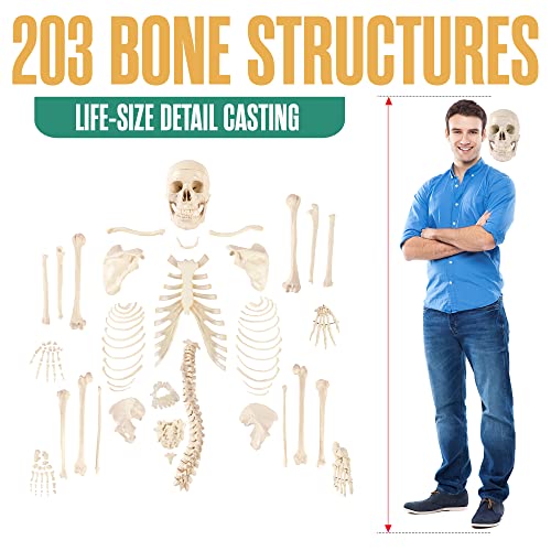 Houseables SDH-WH-62IN Disarticulated Human Skeleton, Full Unassembled Anatomical Model, Life Sized, 62 Inch Height, Plastic, W/Poster, Skull, Bones, Articulated Hand & Foot, Study Of Skeletal System thumb #1