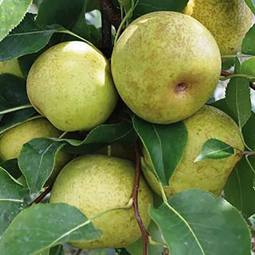 Pear/Sabarjilli Dwarf Hybrid Layering Live Plant (Fruit Plant) Amazon