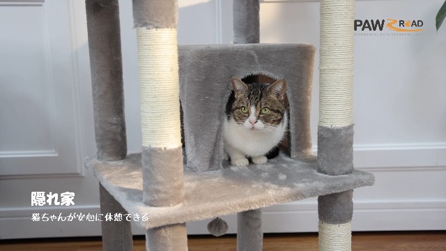 灰猫さん専用 Amazon.co.jp: PAWZ Road キャットホイール 猫 大型 静音