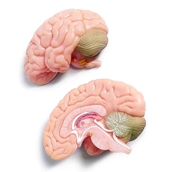 頭蓋骨模型と脳模型のセット　3B Scientific