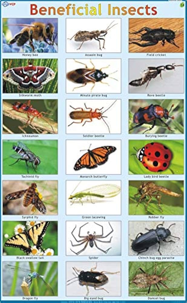 Buy Beneficial Insects Chart Book Online at Low Prices in India | Beneficial Insects Chart Reviews & Ratings - Amazon.in