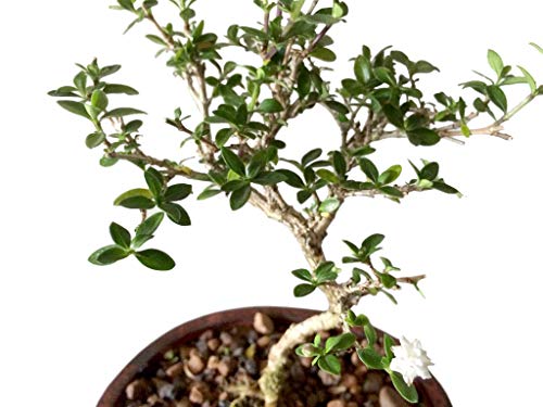 9GreenBox - Japanese Serissa Bonsai - 4 9GreenBox - Japanese Serissa Bonsai - 4