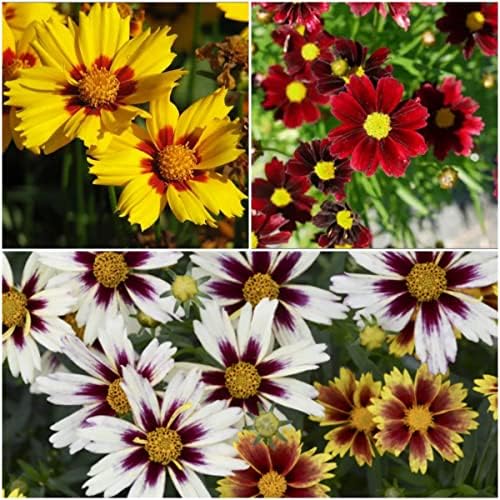 NOTSWOH-Mixed Coreopsis Seeds (5000 SeedsPack)