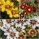NOTSWOH-Mixed Coreopsis Seeds (5000 SeedsPack)