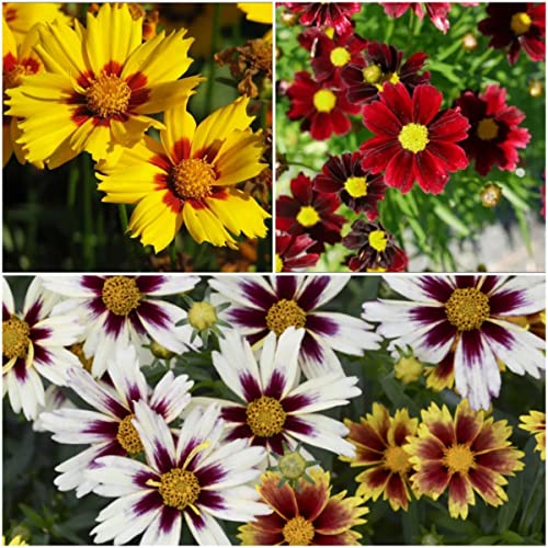 Notswoh-Mixed Coreopsis Seeds (5000 Seedspack) #TOP5