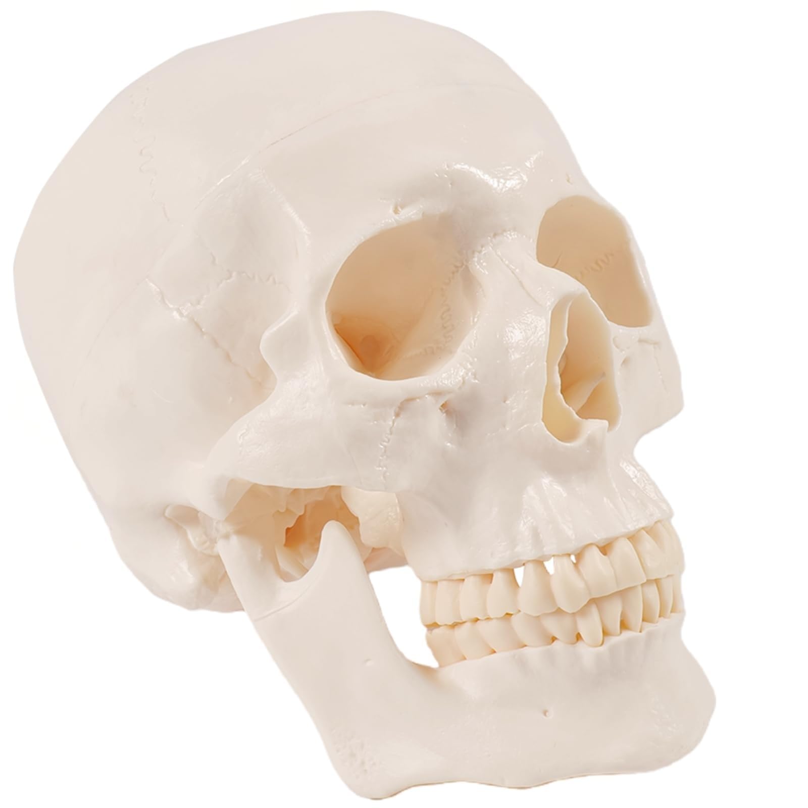 YNIYUJKL Human Skull Model, Life Size 3-Part Adult Head Skull Anatomical Model With Removable Skull Cap And Articulated Mandible For Medical Student Anatomy Study Course
