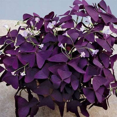 Oxalis traingularis 5 bulbes Cover