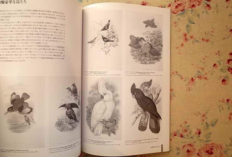 グ-ルドの鳥類図譜/講談社/ジョン・グ-ルド（大型本） グールドの鳥類図譜 | ジョン グールド, 安部 直哉 |本 | 通販