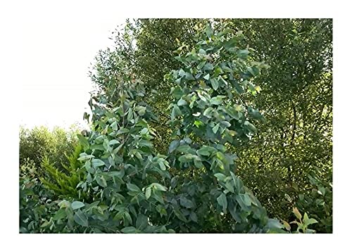 10x Eucalyptus Nitens Samen – Glanz-Eukalyptus Baum Für Garten, Schnellwachsend & Immergrün