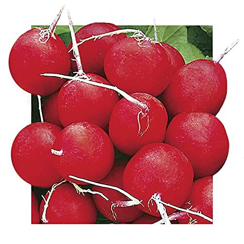 Park Seed Radish Vegatable Plant Seeds, Easy to Grow, Variety of Colors, Spring Garden, Annabel Hybrid, 15 Feet of Tape