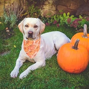 Ptdecor 4 pack thanksgiving dog bandanas fall autumn adjustable pet triangle scarves with turkey leaf pumpkin pattern for large and extra large dogs orange x large  urban country home decor