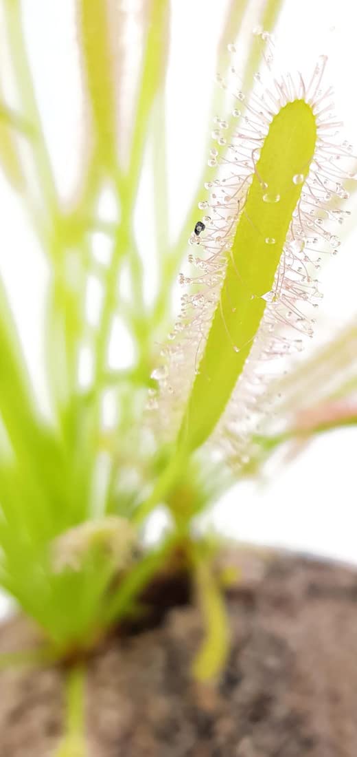 Drosera Capensis Alba - Sonnentau im Ø 9 cm Topf - fleischfressende Pflanze