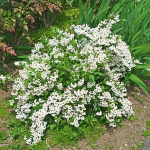 Mock Orange Bush Tree Live Plant Very Fragrant, Cold Hardy, Dormant in Winter, 1 Year Old Philadelphus 6-12" in Tall
