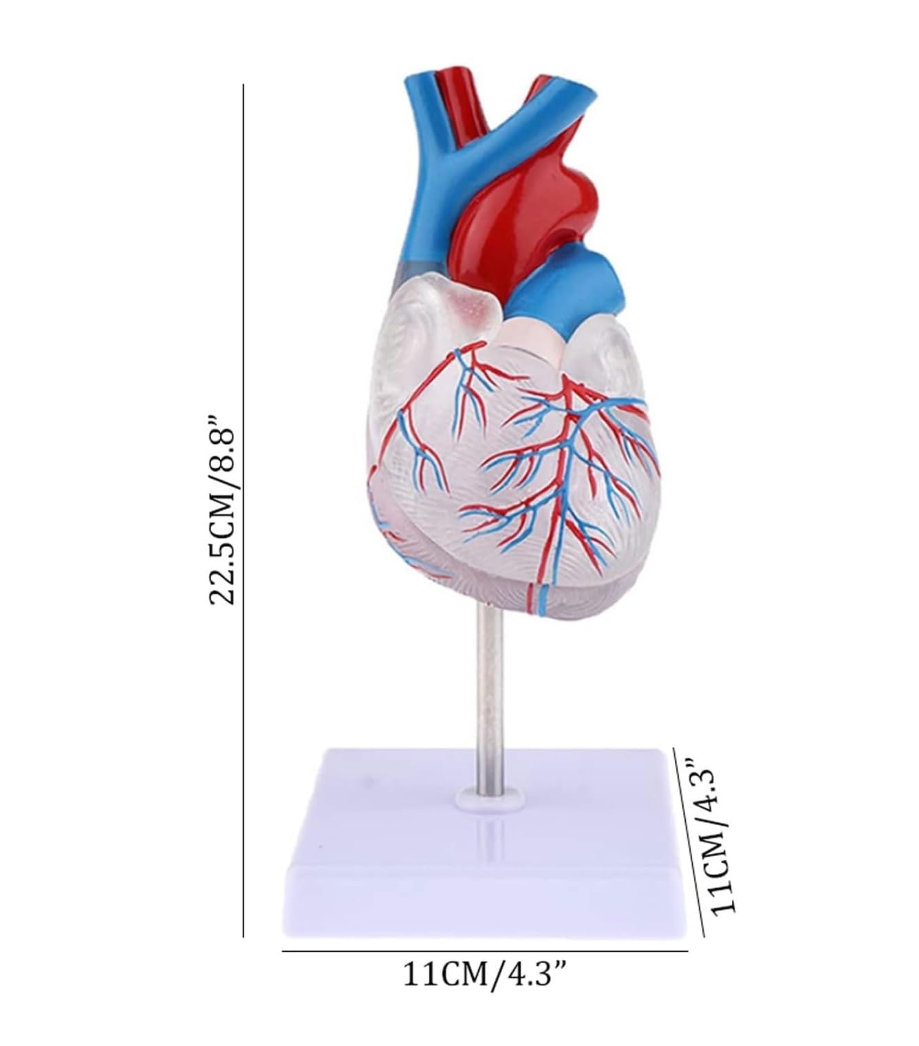 Maniquí de Cuerpo Humano Transparente, Modelo de anatomía del corazón Humano, recursos didácticos de Ciencias médicas, Esqueleto Humano, Modelo de órgano Humano