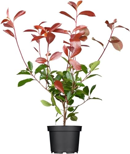 Photinia fraseri \'Red Robin\' 60-80 cm - Glanzmispel, rote Blattaustriebe, immergrün, ideal als Hecke, pflegeleicht und winterhart Photinia fraseri \'Red Robin\' 60-80 cm - Glanzmispel, rote Blattaustriebe, immergrün, ideal als Hecke, pflegeleicht und winterhart