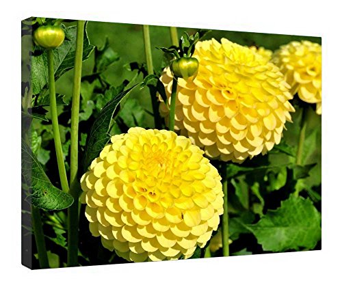 Impression sur toile fleurs dahlia jaune décoration murale cadre bois 40x50