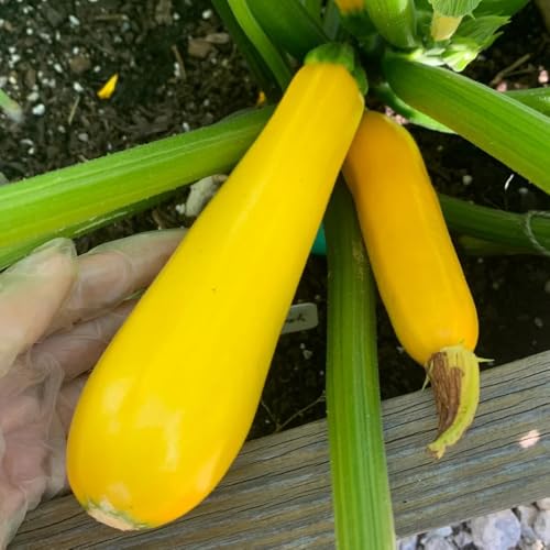 semillas de calabacín trepadoras resistentes de calabacín trepadora de tradicionales Comprar de invierno orgánicas 150pcs