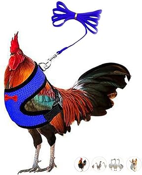 Chicken Leash and Harness Set Adjustment mesh Duck Harness Vest,Blue L | breathable mesh harness,adjustable straps,sturdy leash,fit chicken,duck,goose,rooster,parrot,kitten,tiny dog training walking