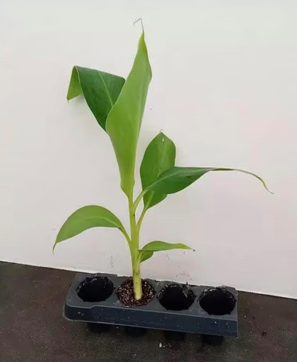 Grand Nain Banana Starter Plant - Live Banana Tree - 4-6 inches Tall (Grand Nain)