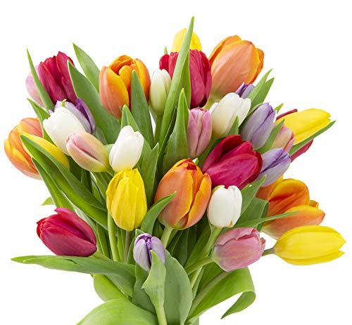kabloom flowers - mother39s day collection - 30 assorted tulips without vase - gift for birthday sympathy anniversary get well thank you valentine mothers day