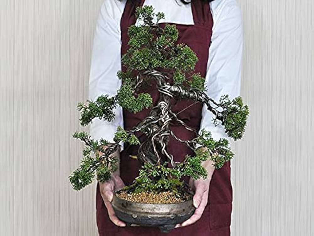 Amazon.co.jp: 盆栽 威風堂々 真柏 盆栽妙 老木の趣き 樹齢20年 職人