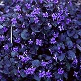 Plant World Seeds - Viola Labradorica Purpurea Seeds (Perennial Flower Seeds)