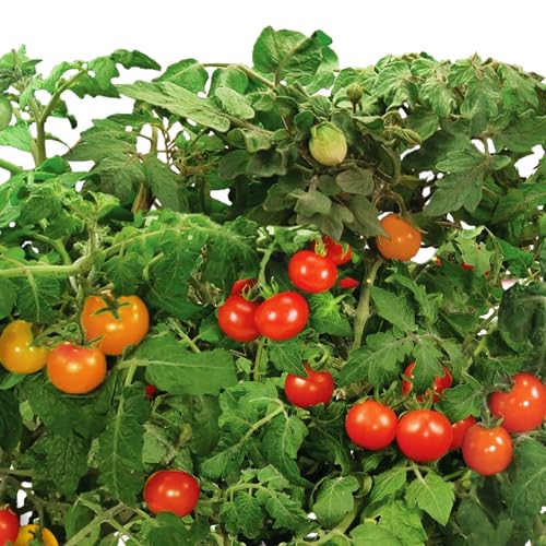 AeroGarden Red Heirloom Cherry Tomato Seed Pod Kit (7-pod)