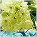 Produktbild 10 Sakura Cherry Blossoms Flower Bonsai Plants for Home Garden Exotic Flowering Beautiful Natural Flower : 6
