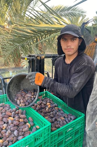 NABALI FAIRKOST FÜR ALLE Medjoul - Medjool Datteln Choice I - 100% natürlich aromatisch frisch orientalisch soft I honigsüß & karamellig I Herkunft: Palästina I (1x1KG)