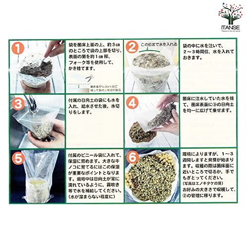 ＩＴＡＮＳＥ 菌床きのこ栽培セット でるまっしゅ ぶなしめじ きのこ栽培キット/1個売り セット内容 菌床ブロック 日向土 説明書 ビニール袋 おうちで簡単に美味しい ぶなしめじ が栽培出来る きのこ栽培キットです 5枚目