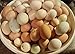 12 Fertile Bantam hatching chicken eggs variety color