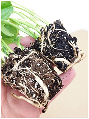 3 Pack Monstera Deliciosa 'Swiss Cheese Plant' Split Leaf Size Live Plants Edible Fruits Tropical Houseplant Or Outdoors #TOP5